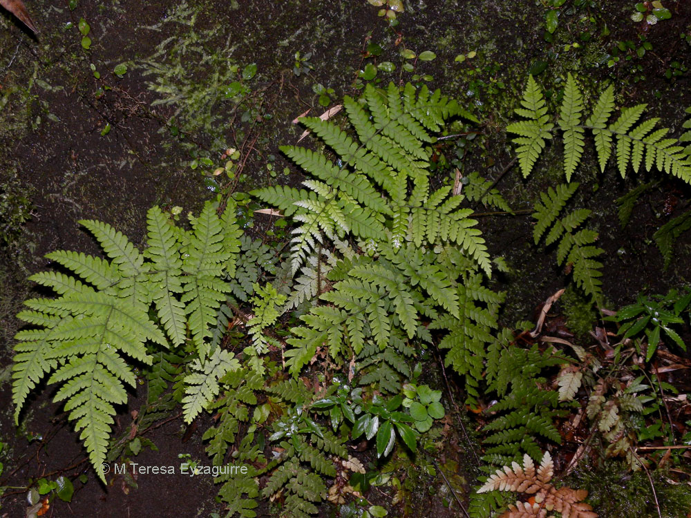 Megalastrum spectabile