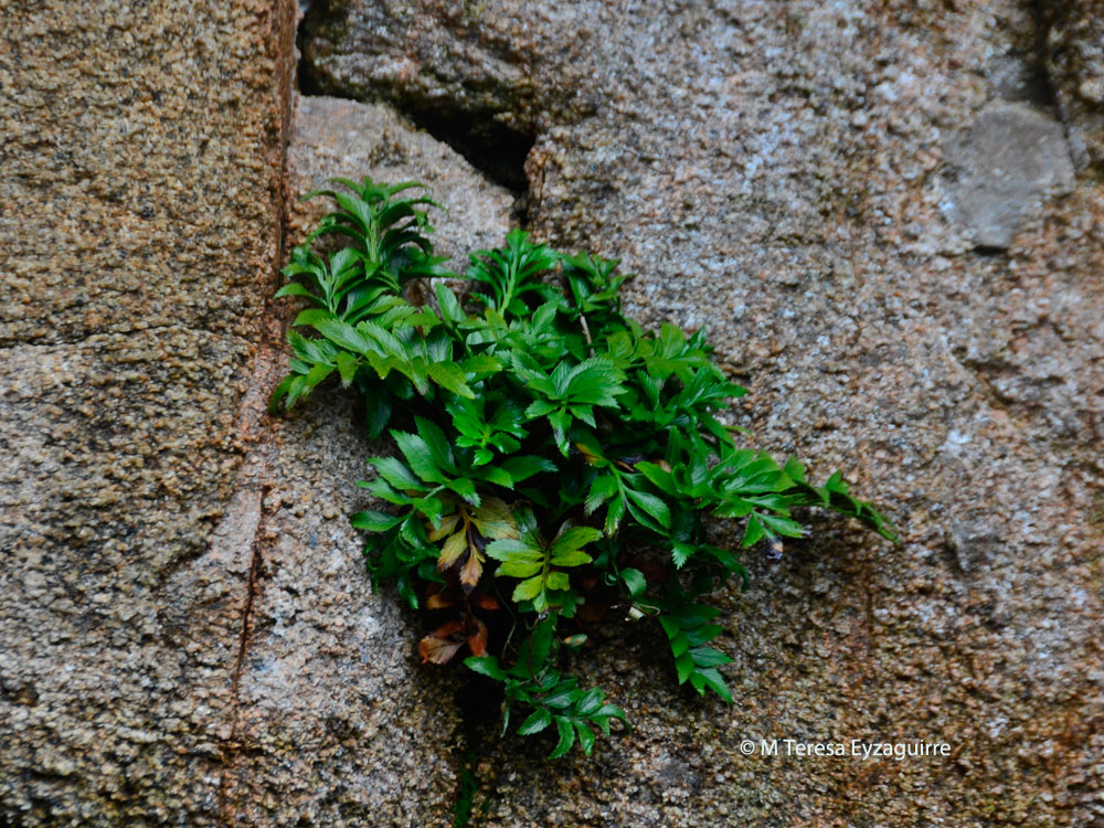 Asplenium obtusatum var. sphenoides