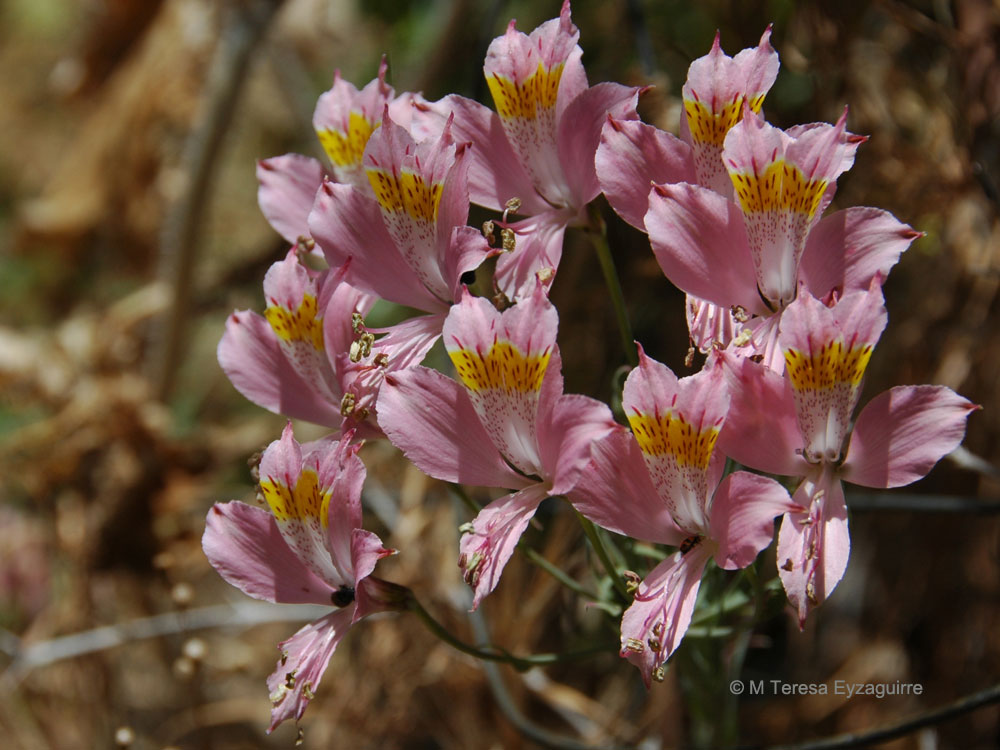 Alstroemeria angustifolia var. angustifolia