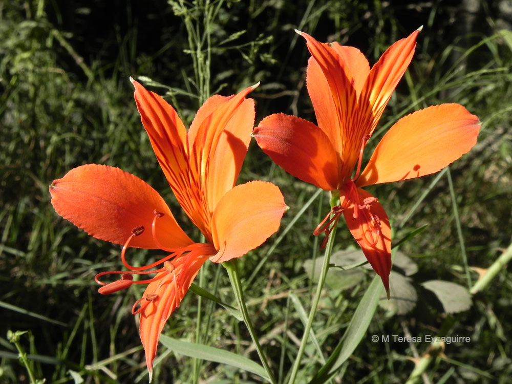 Alstroemeria aurea - Fundación . Philippi