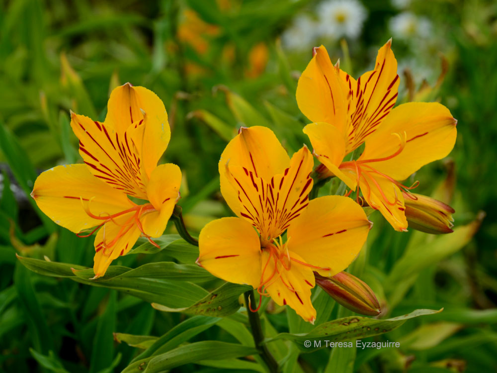 Alstroemeria aurea - Fundación . Philippi