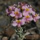 Inflorescencia