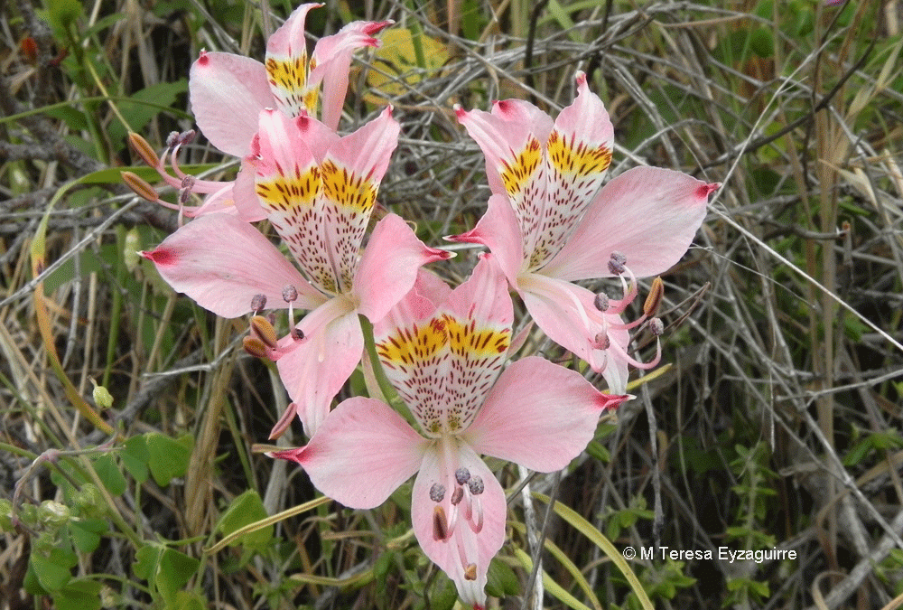 Flores. Parque Hualpén, VIII región