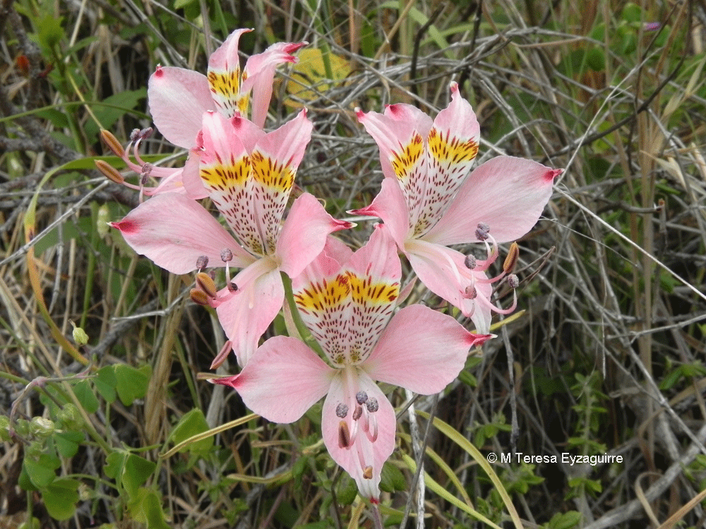 Alstroemeria hookeri ssp. hookeri