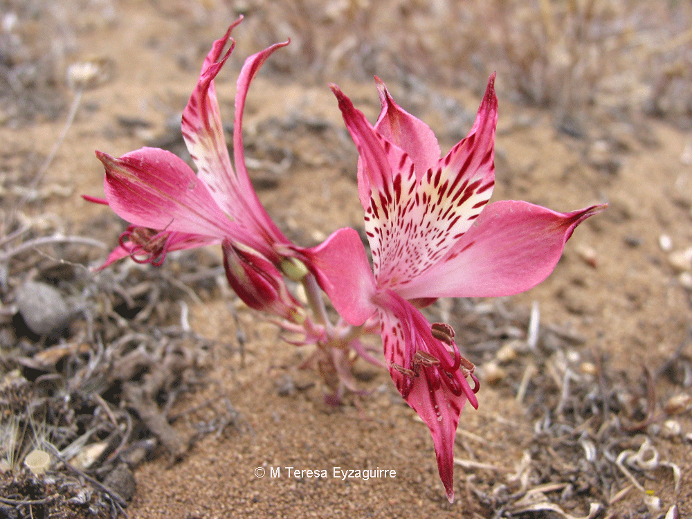 Alstroemeria hookeri ssp maculata