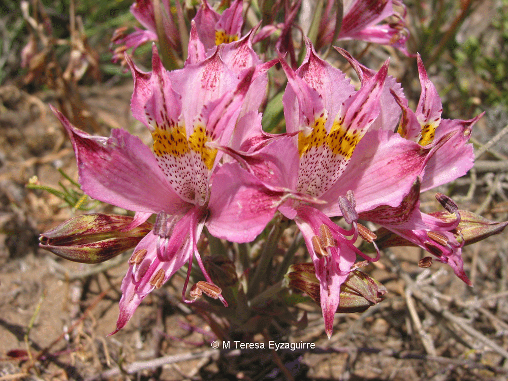 Alstroemeria hookeri ssp recumbens