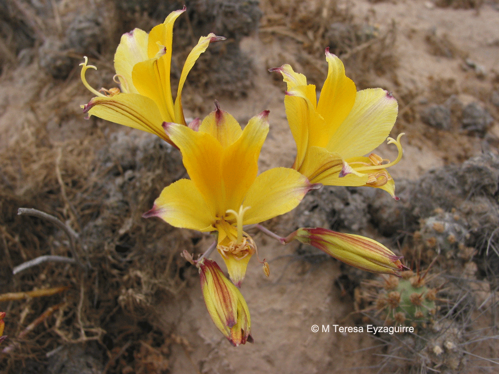 Alstroemeria kingii