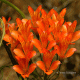 Inflorescencia. Aculeo, Región Metropolitana