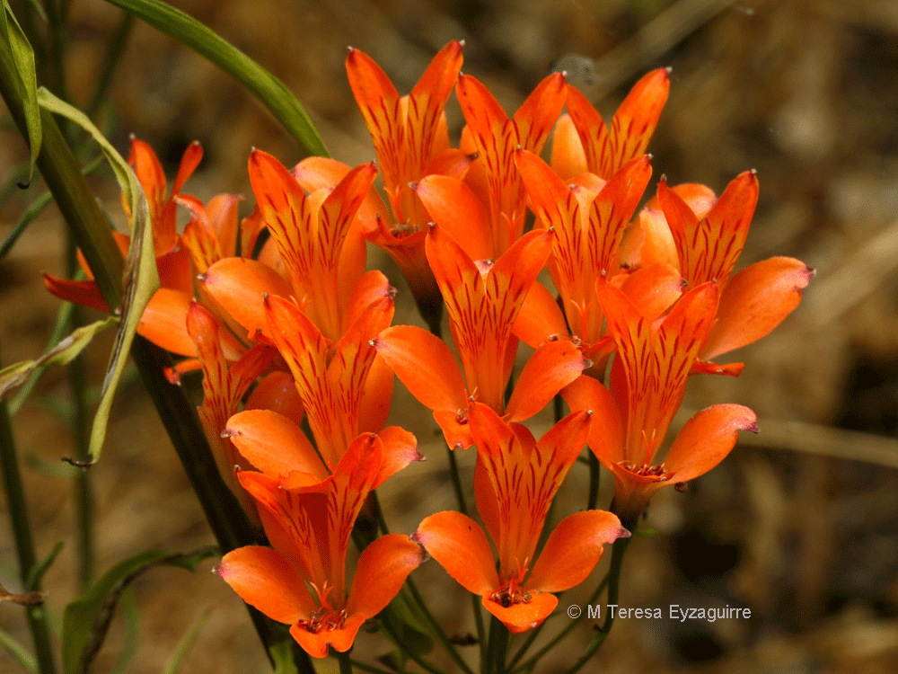 Alstroemeria ligtu ssp simsii - Fundación . Philippi