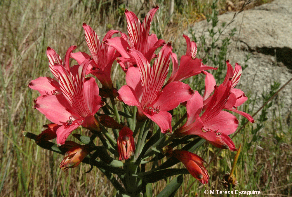Inflorescencia. Caleta Chome, VIII región
