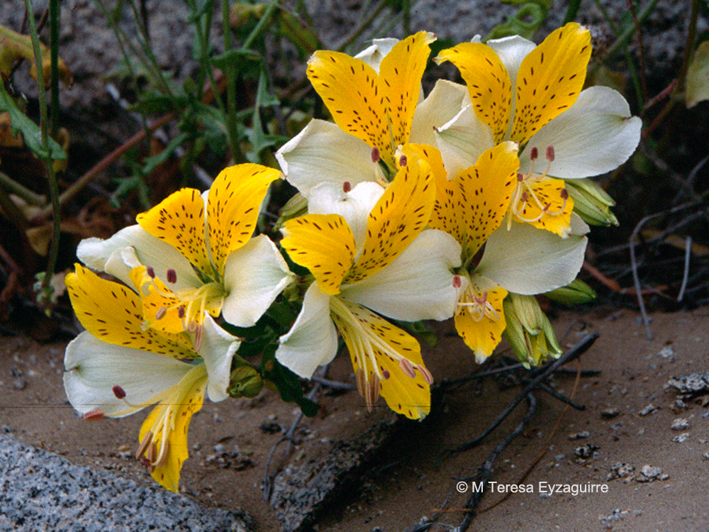 Alstroemeria lutea