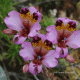 Flores. Puerto Oscuro IV región