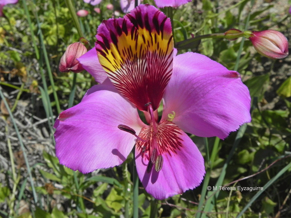 Alstroemeria magnifica var. sierrae