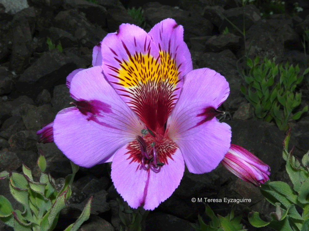 Alstroemeria magnifica var. tofoensis