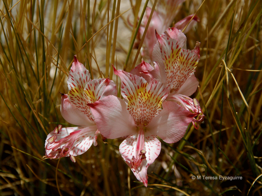 Alstroemeria mollensis