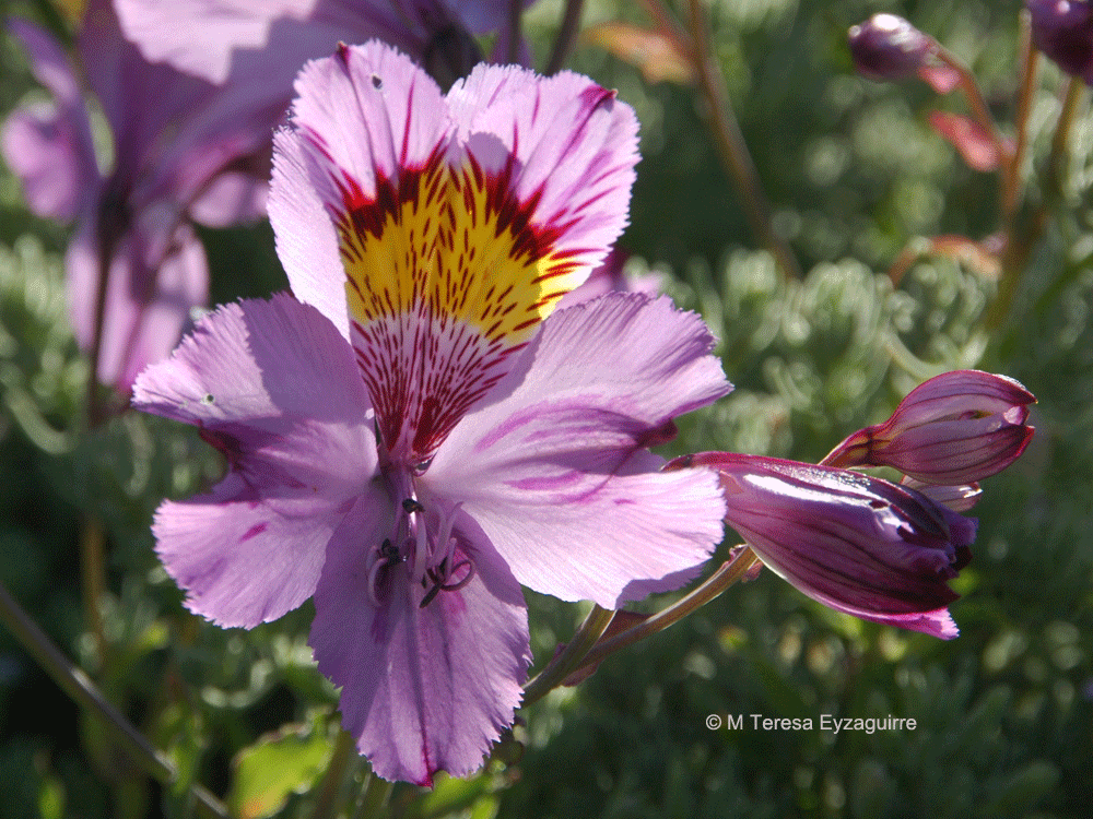 Alstroemeria philippii var. philippii