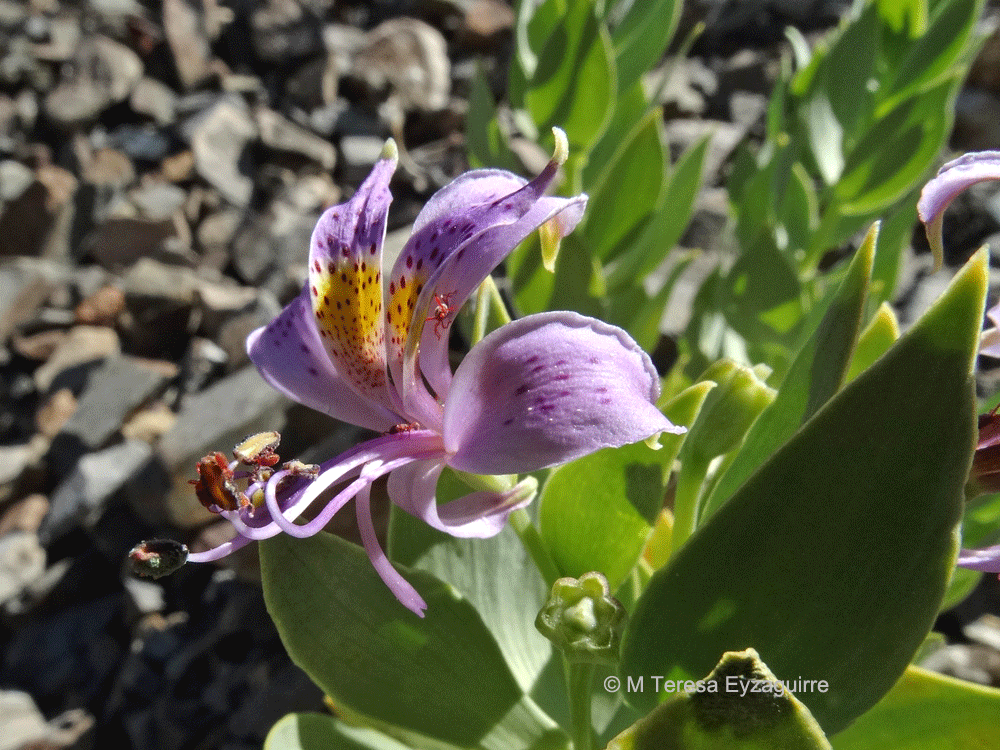 Alstroemeria polyphylla
