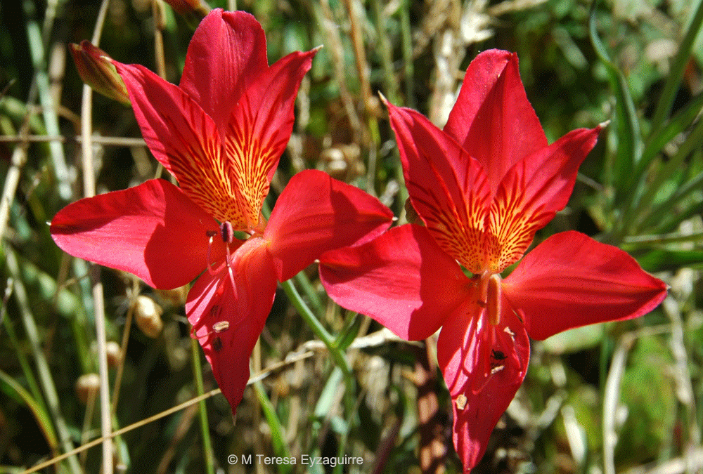 Flores. Ercilla, IX región