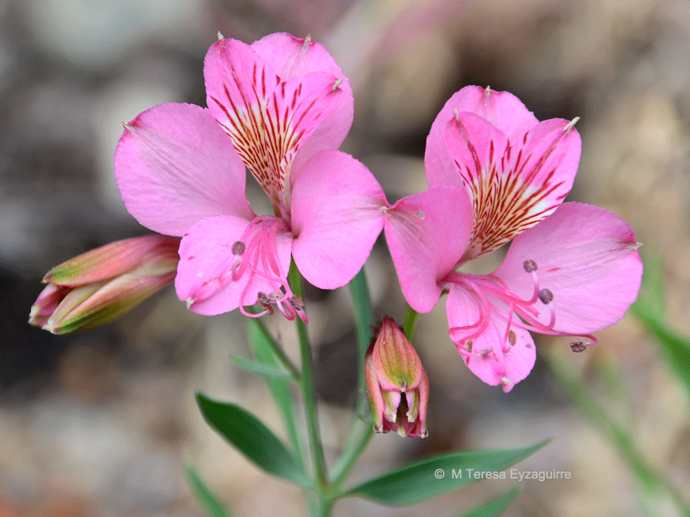 Alstroemeria presliana ssp presliana