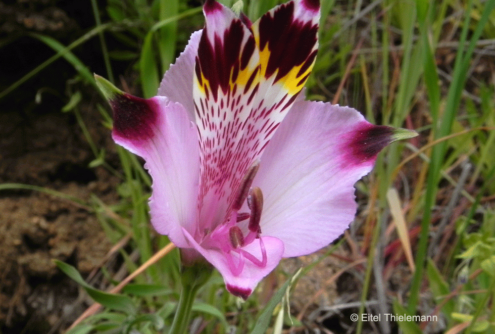 Detalle flor. Cerro Cayumanque, VIII región