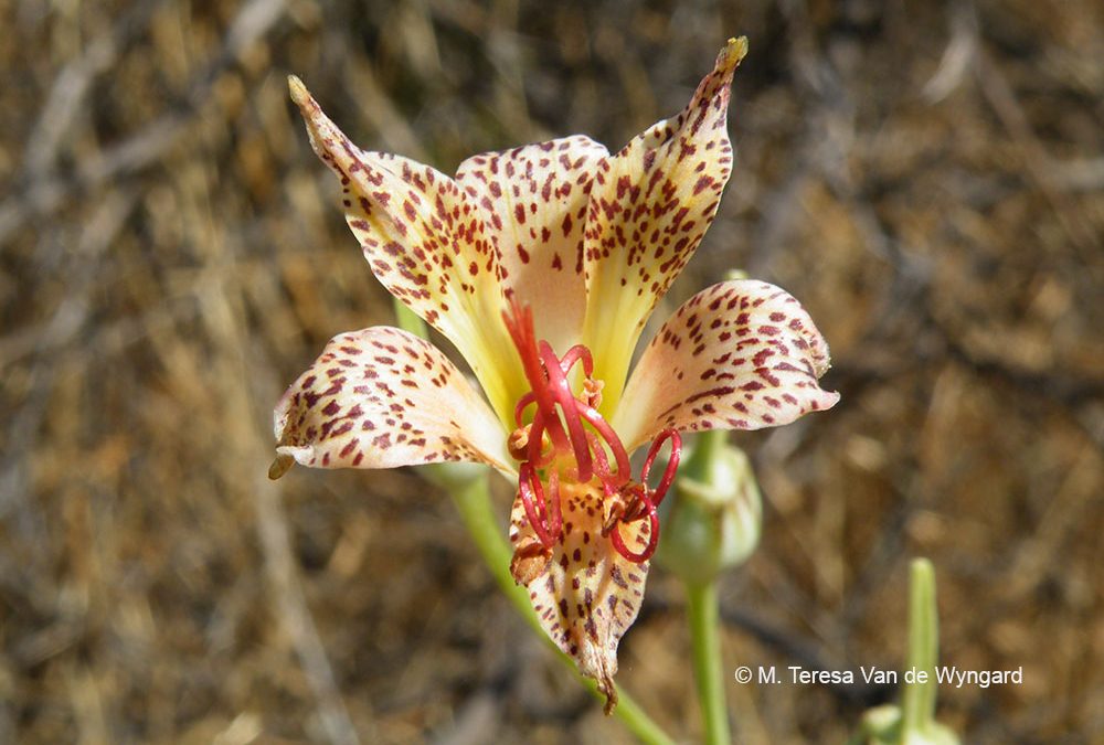 Flor. Pirque, Región Metropolitana