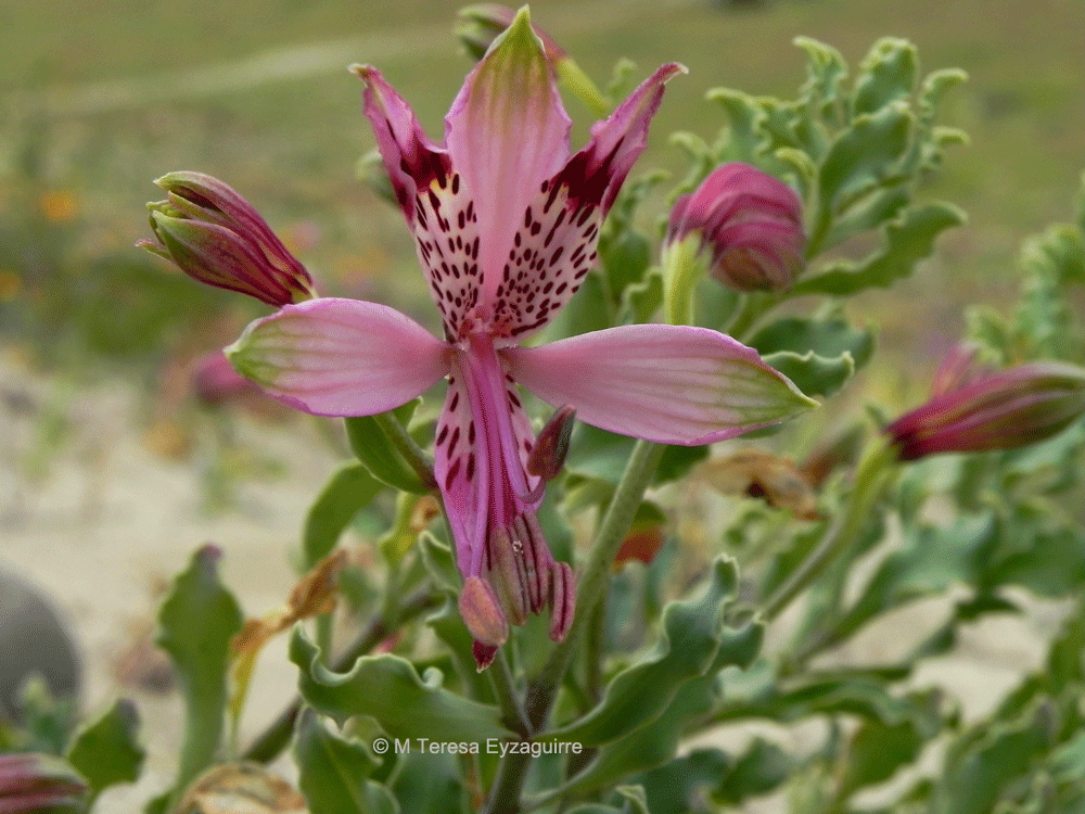 Alstroemeria werdermannii var. werdermannii