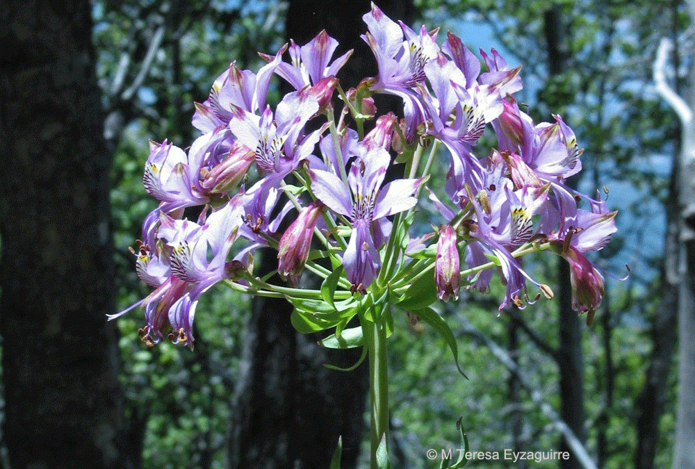 Inflorescencia. Santuario de la Naturaleza Cerro El roble, Región Metr...