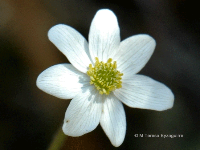 Anemone antucensis