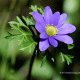 Flor e involucro. Los Guindos, Región Metropolitana