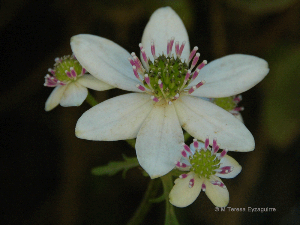 Anemone hepaticifolia
