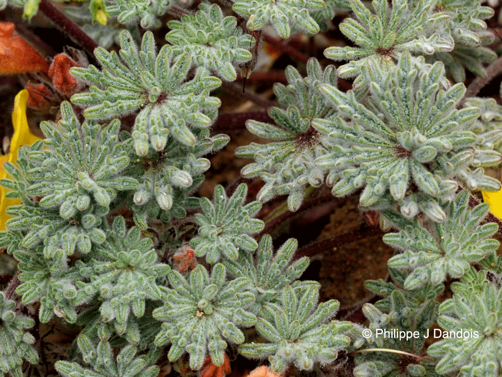 Argylia geranioides