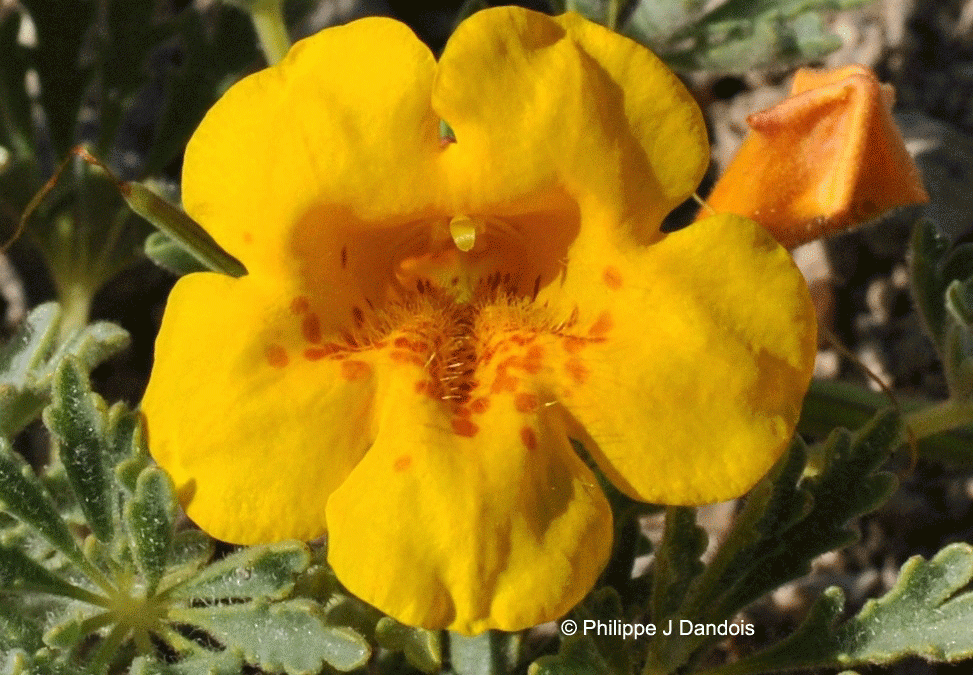Detalle flor. Inca de Oro, III región