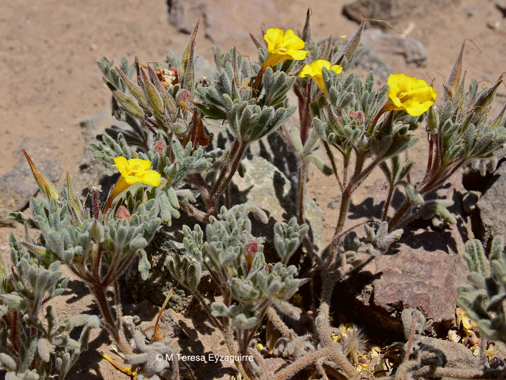 Argylia tomentosa