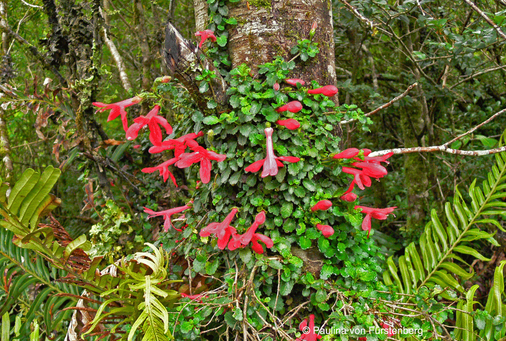 Hábito. Puerto Cisnes, XI región