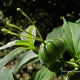 Flor femenina. Aculeo, RM