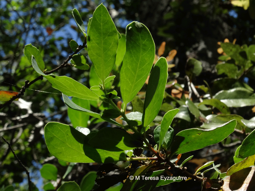 Azara integrifolia