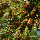 Frutos. Cultivada. Puerto Montt, X región