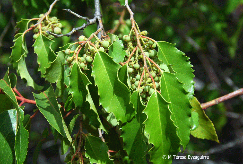 Frutos inmaduros y hojas. Cajón del río Cachapoal, VI región