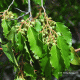Frutos inmaduros y hojas. Cajón del río Cachapoal, VI región