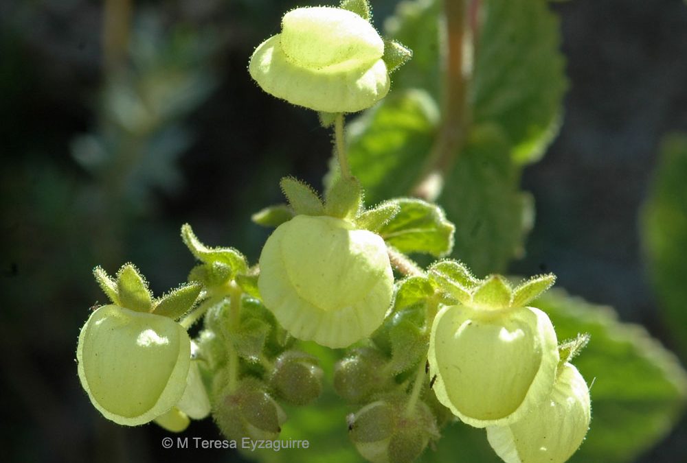 Flores