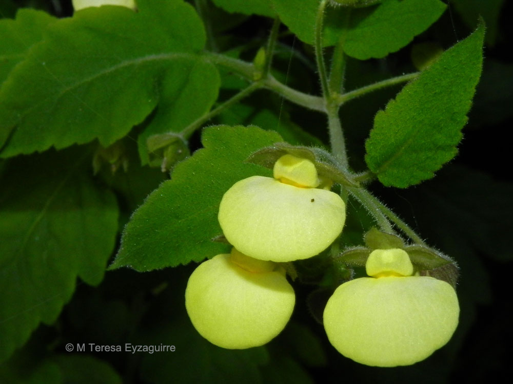 Calceolaria chelidonioides