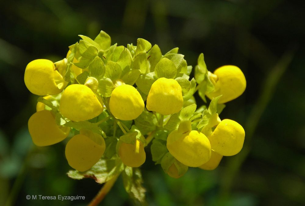 Flores