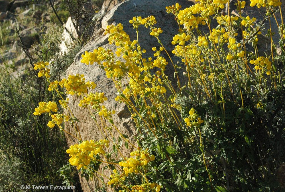 Flores