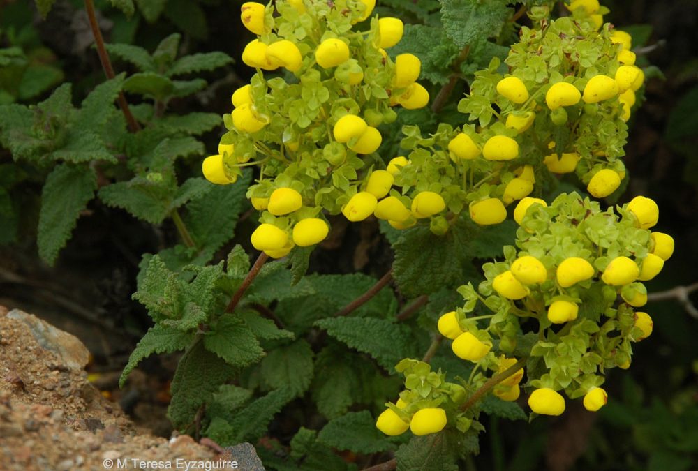 Ramas floridas