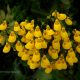 Inflorescencia