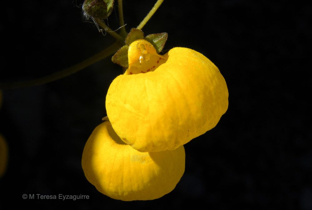 Flor