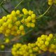 Inflorescencias