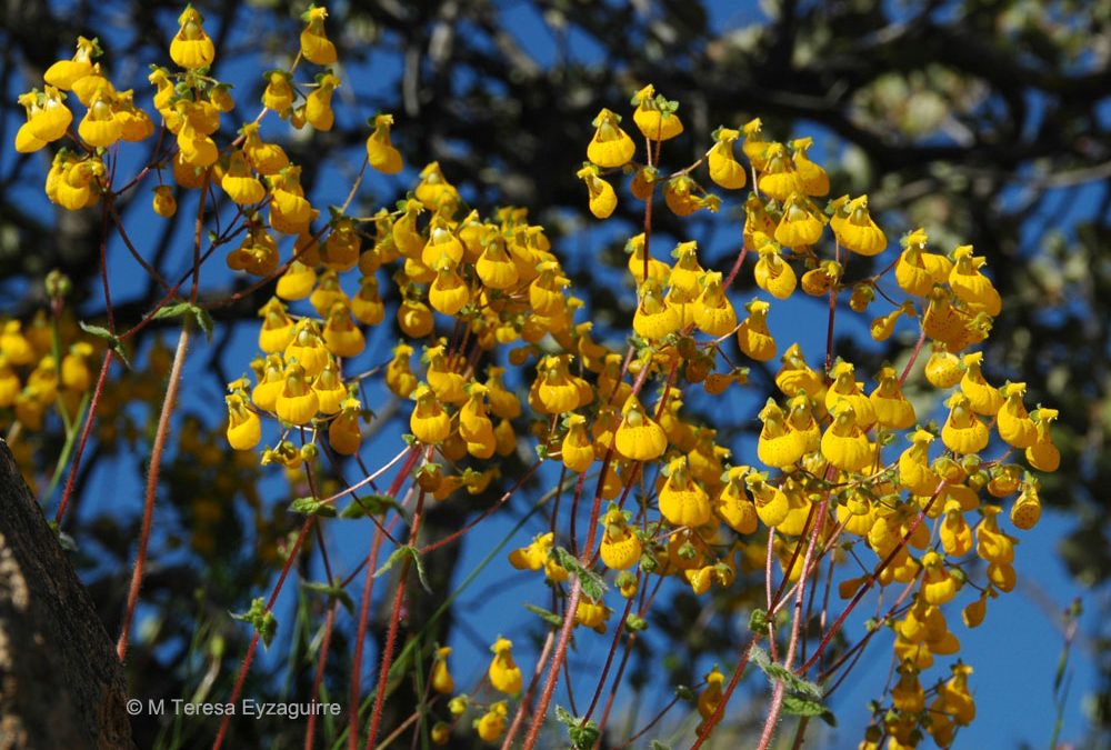 Inflorescencias, Pedernales, V región