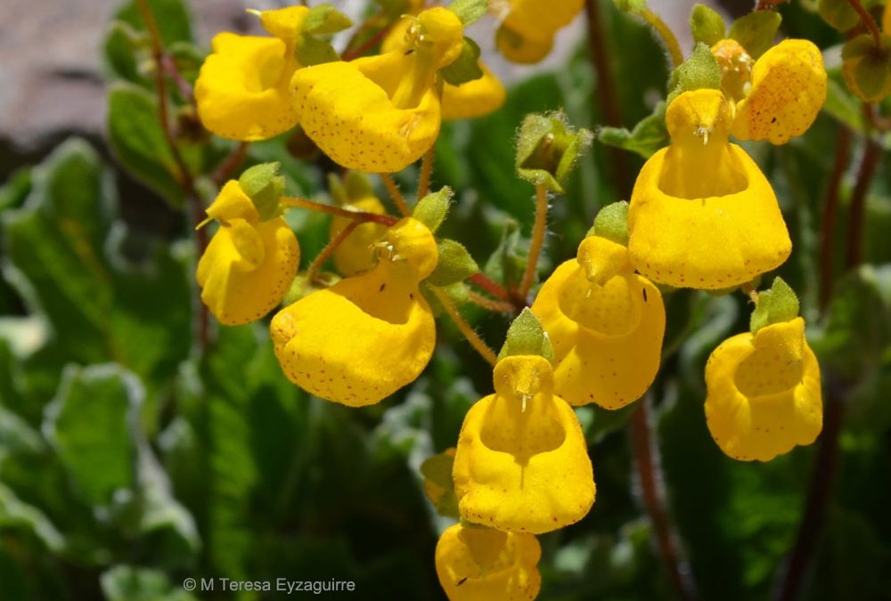 Flores