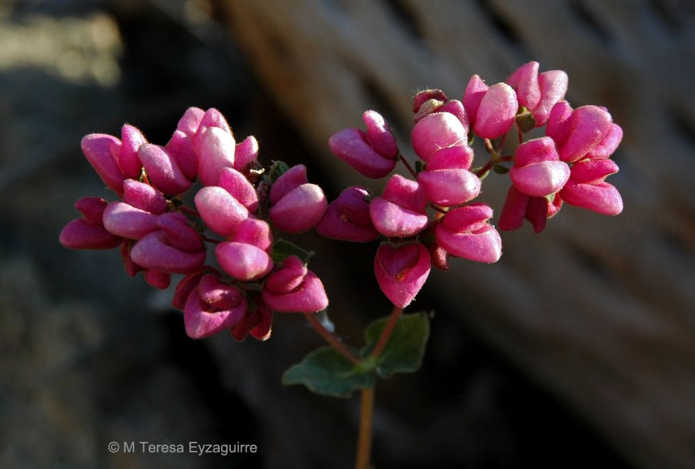 Flores